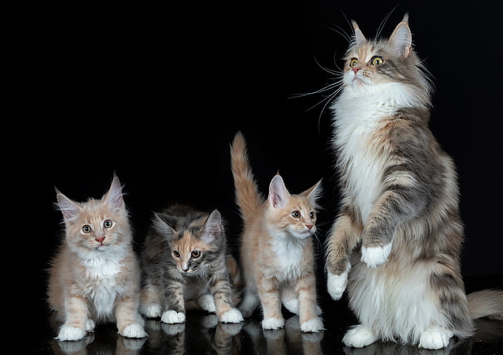 Silver Maine coon kittens for sale